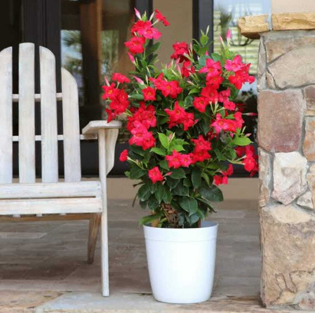Red Mandevilla Flower Seeds â€“ Tropical Climbing Plant