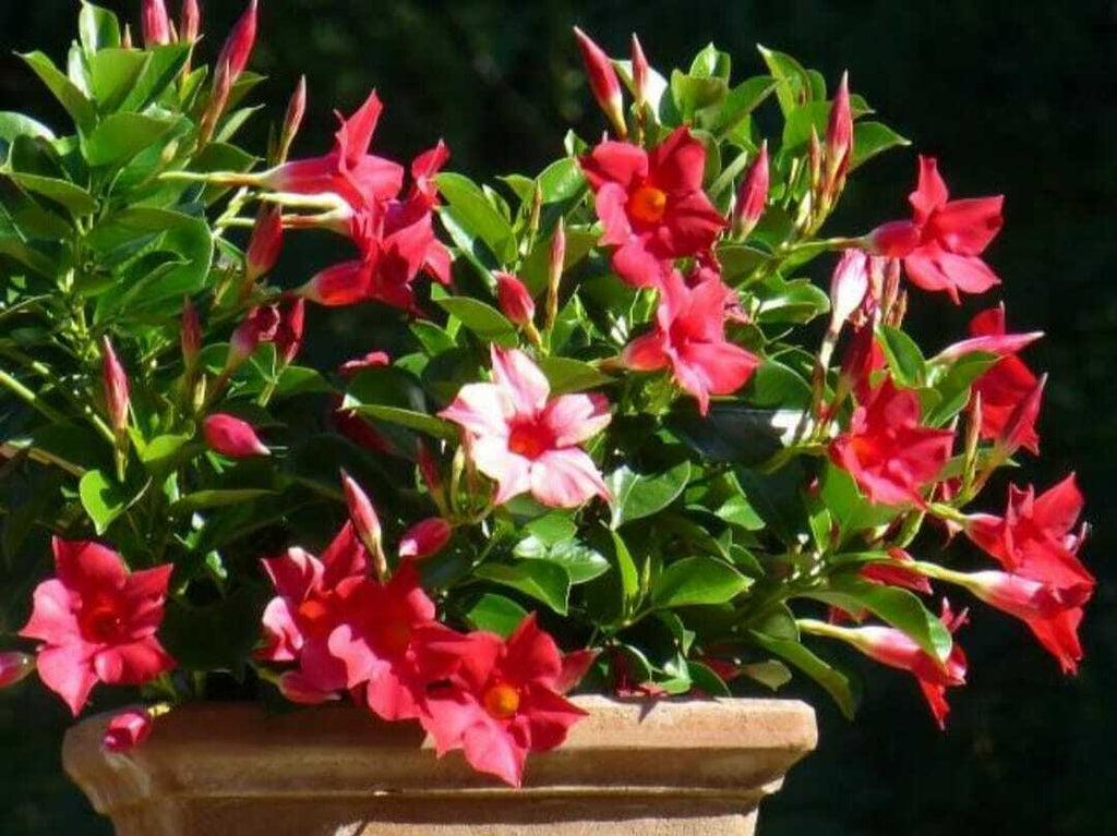 Red Mandevilla Flower Seeds â€“ Tropical Climbing Plant