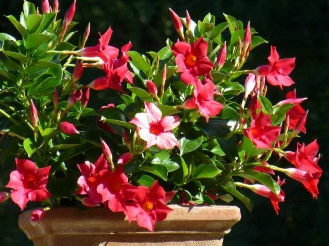 Red Mandevilla Flower Seeds â€“ Tropical Climbing Plant